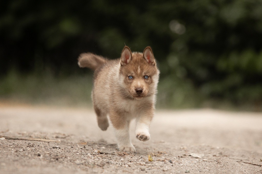 Zorsky - Chiots disponibles - Siberian Husky