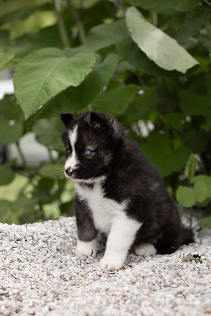 Zorsky - Siberian Husky - Portée née le 19/03/2025