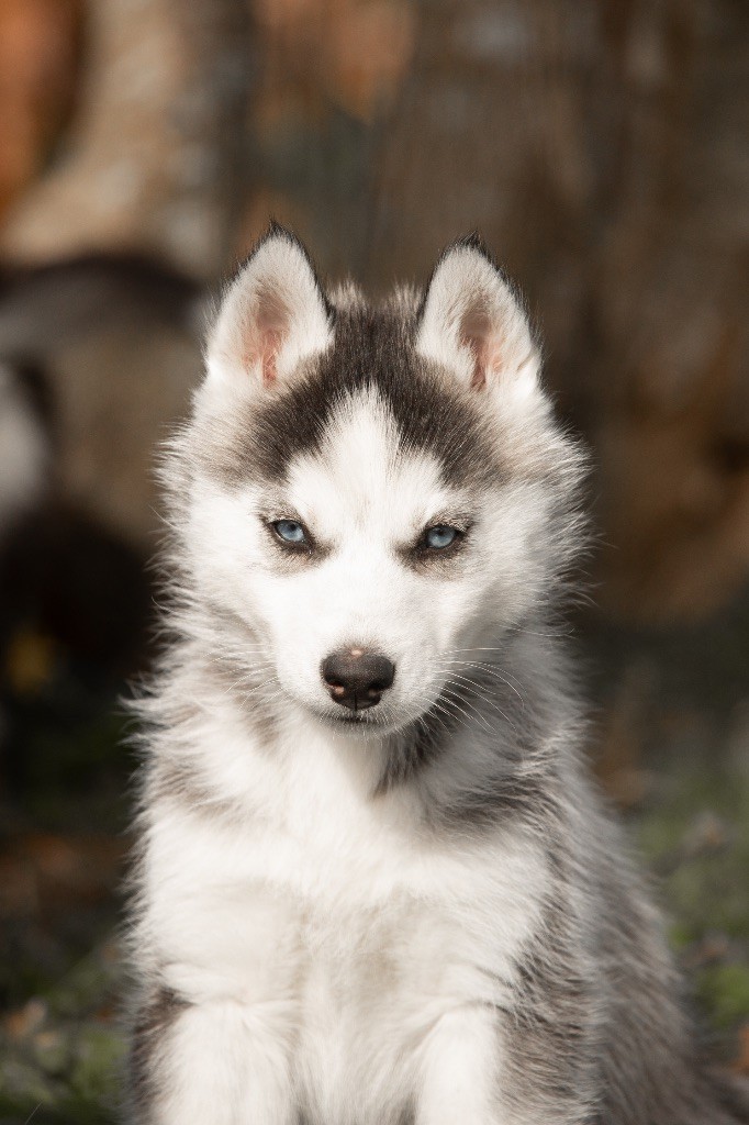 Zorsky - Chiots disponibles - Siberian Husky