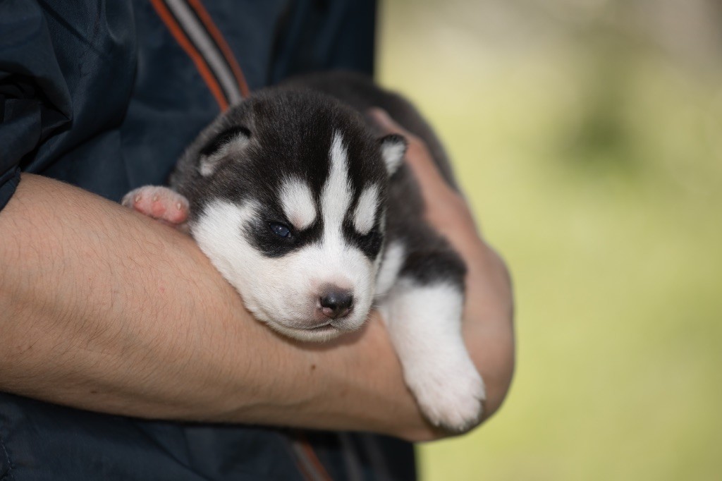Zorsky - Chiots disponibles - Siberian Husky