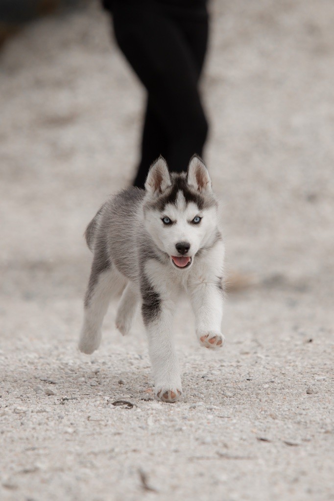 Zorsky - Chiots disponibles - Siberian Husky