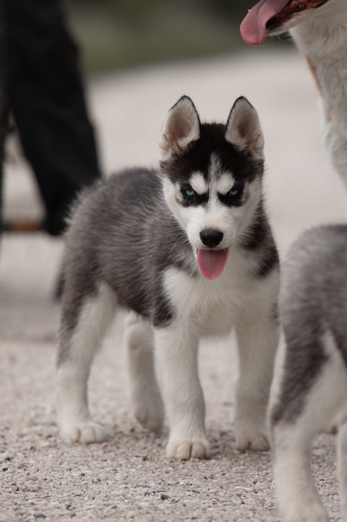 Chiot Siberian Husky Zorsky