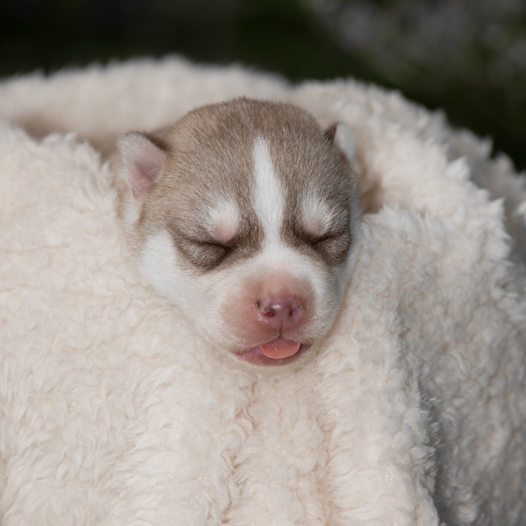 Zorsky - Chiots disponibles - Siberian Husky