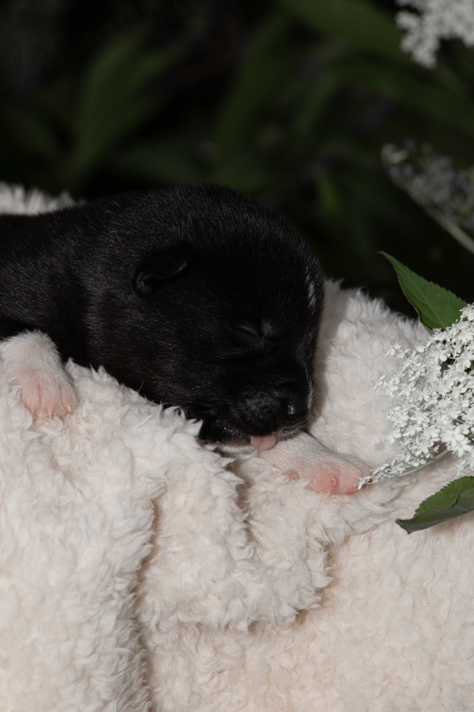 Zorsky - Chiots disponibles - Siberian Husky