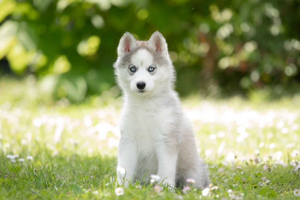 Zorsky - Chiots disponibles - Siberian Husky