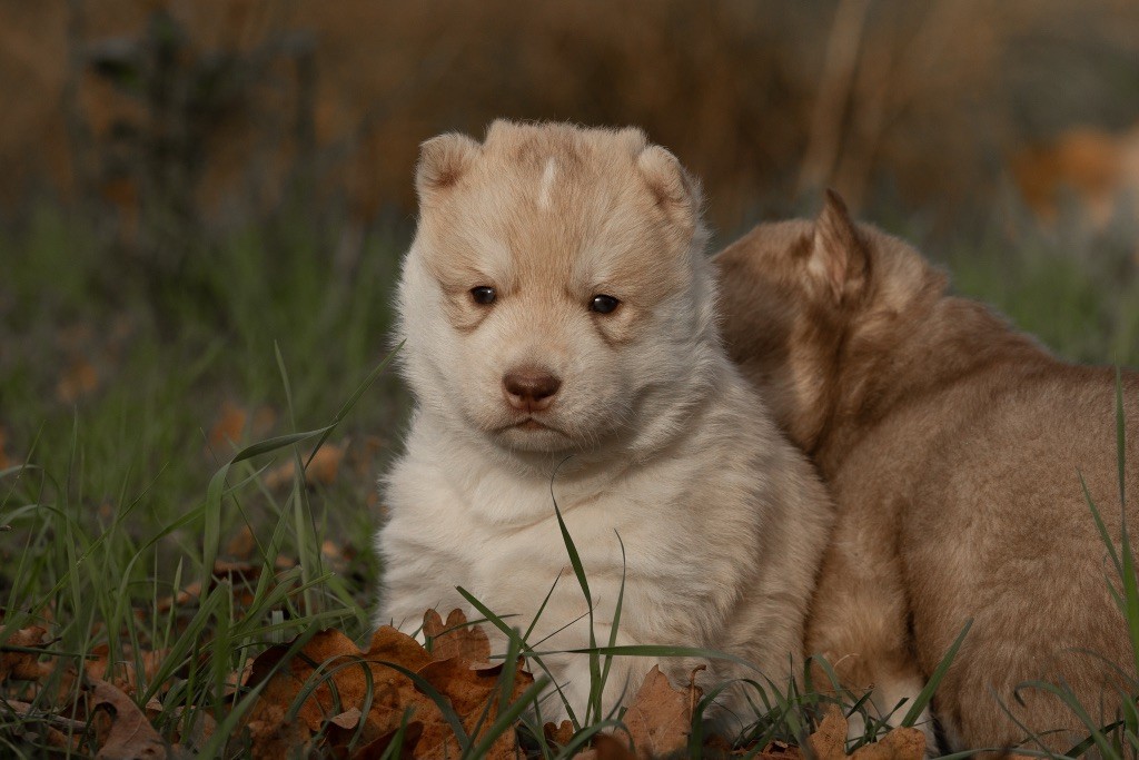 Zorsky - Chiots disponibles - Siberian Husky