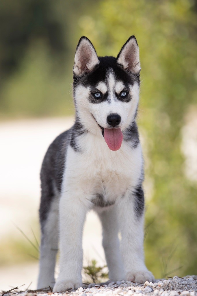 Zorsky - Chiots disponibles - Siberian Husky