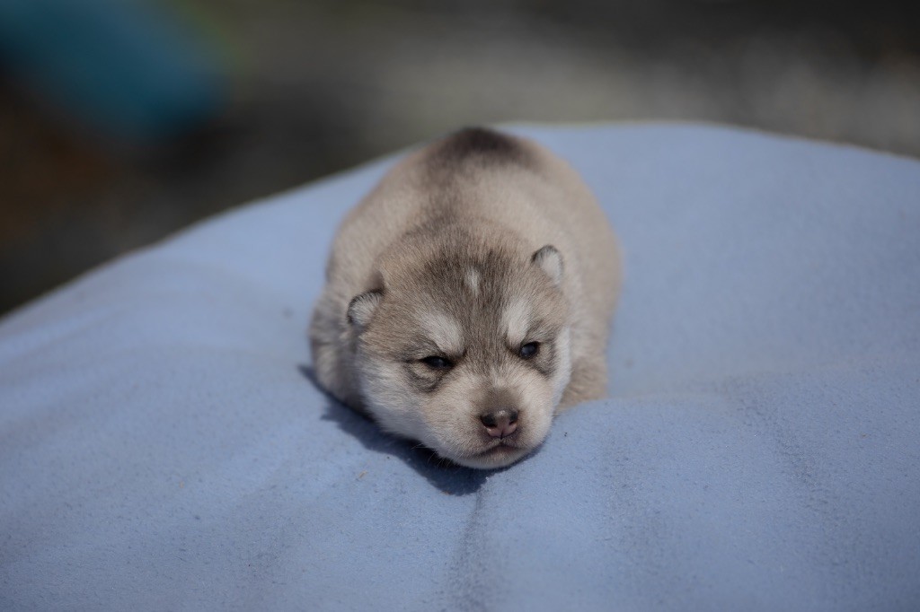 Zorsky - Chiots disponibles - Siberian Husky