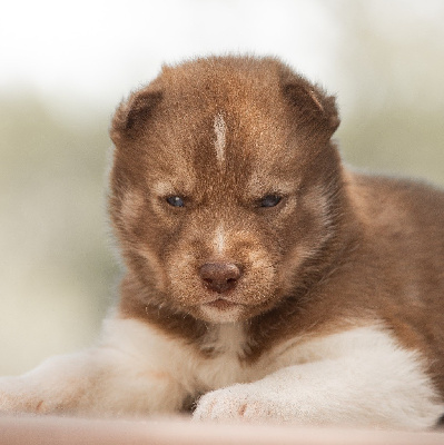 CHIOT