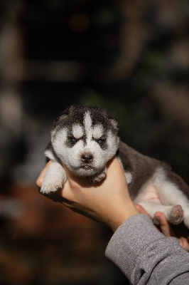 CHIOT
