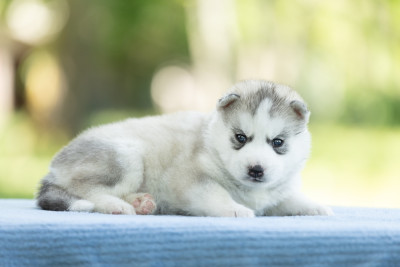 CHIOT 5