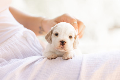 Chiot N°4