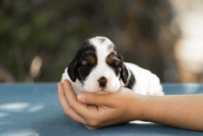 CHIOT 3