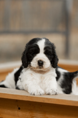 CHIOT 2
