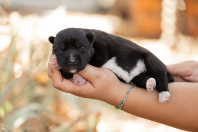 CHIOT 1