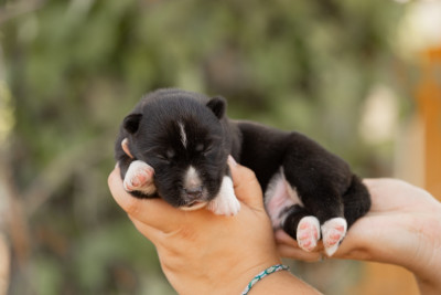 CHIOT 5