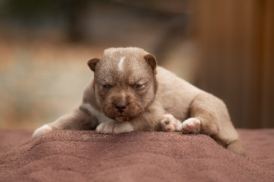 CHIOT