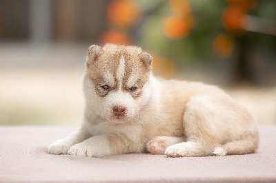 CHIOT