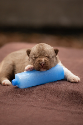 CHIOT