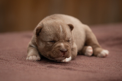 CHIOT