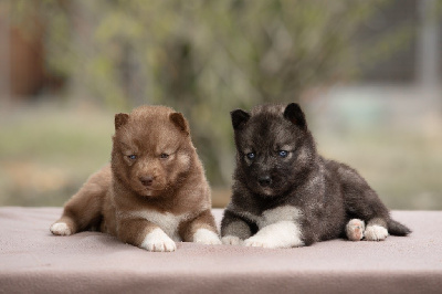 CHIOT