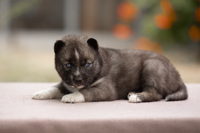 CHIOT
