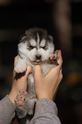 CHIOT
