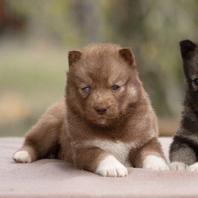 CHIOT
