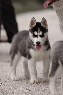 CHIOT