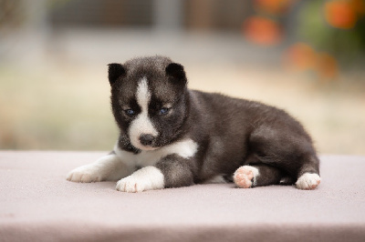 CHIOT