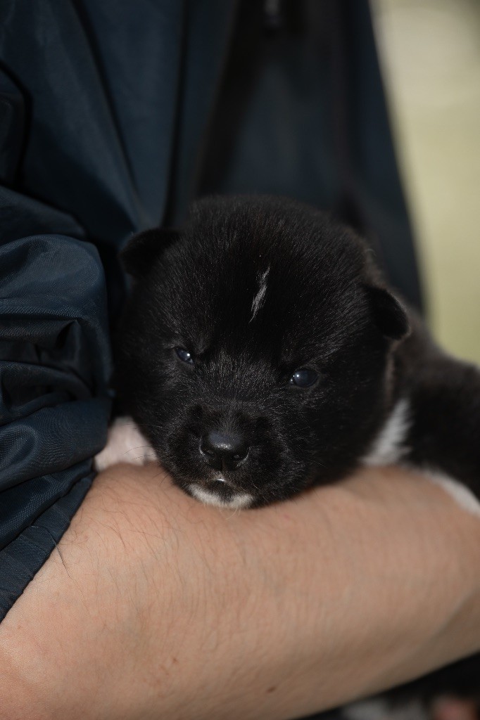 Zorsky - Chiots disponibles - Siberian Husky