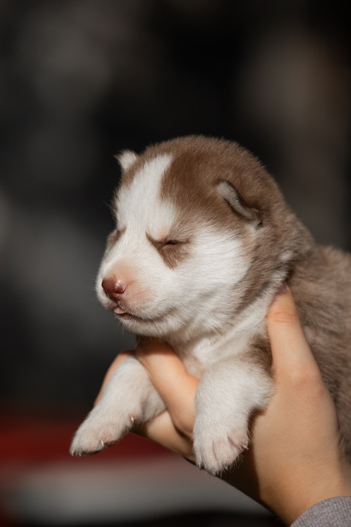 Zorsky - Chiots disponibles - Siberian Husky