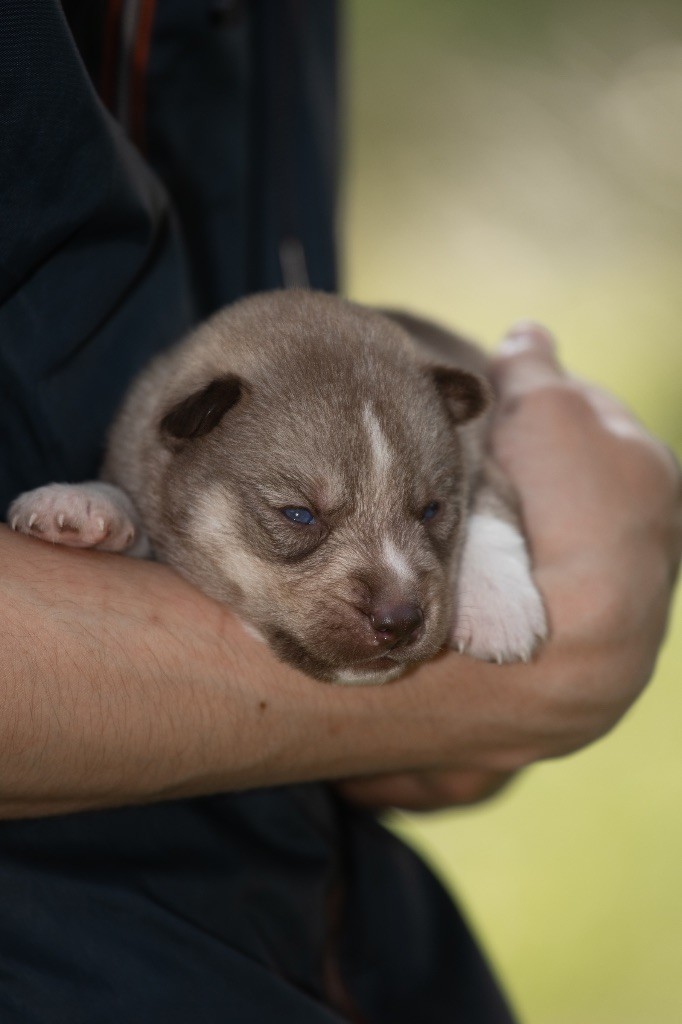 Zorsky - Chiots disponibles - Siberian Husky