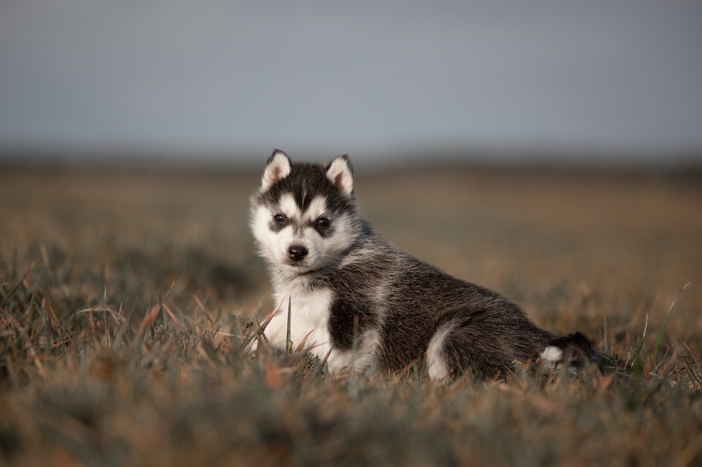 Zorsky - Chiots disponibles - Siberian Husky