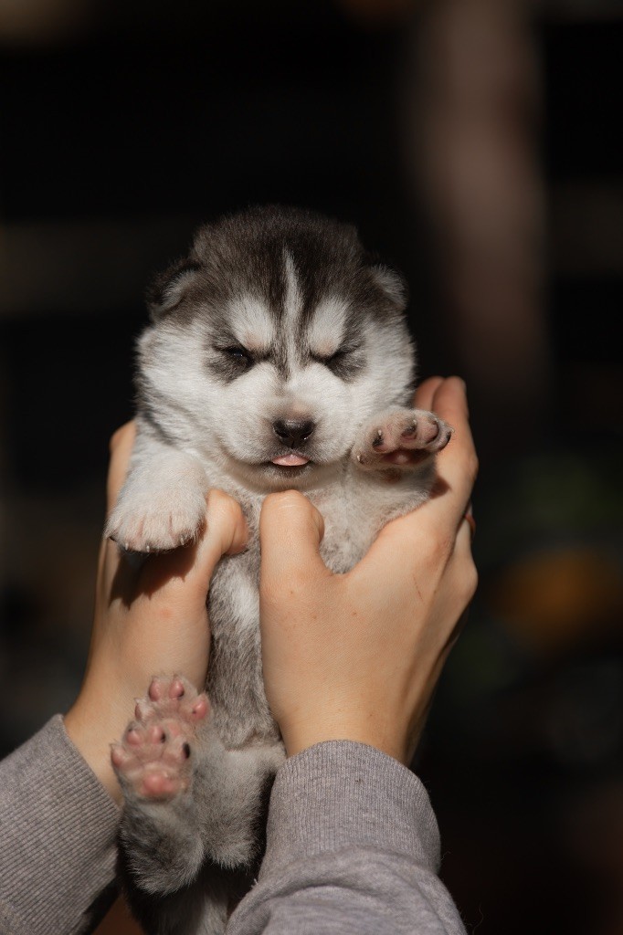 Zorsky - Chiots disponibles - Siberian Husky