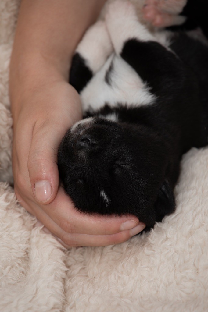 Chiot Siberian Husky Zorsky