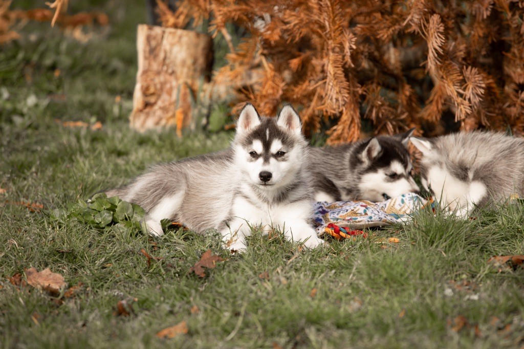 Zorsky - Chiots disponibles - Siberian Husky