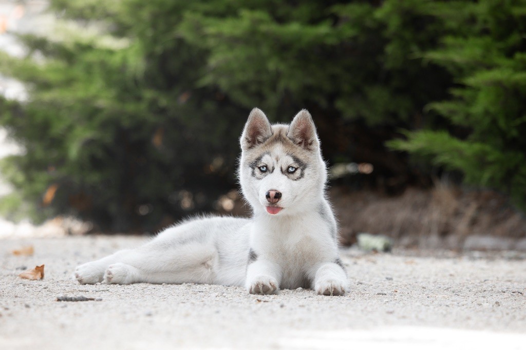 Zorsky - Chiots disponibles - Siberian Husky