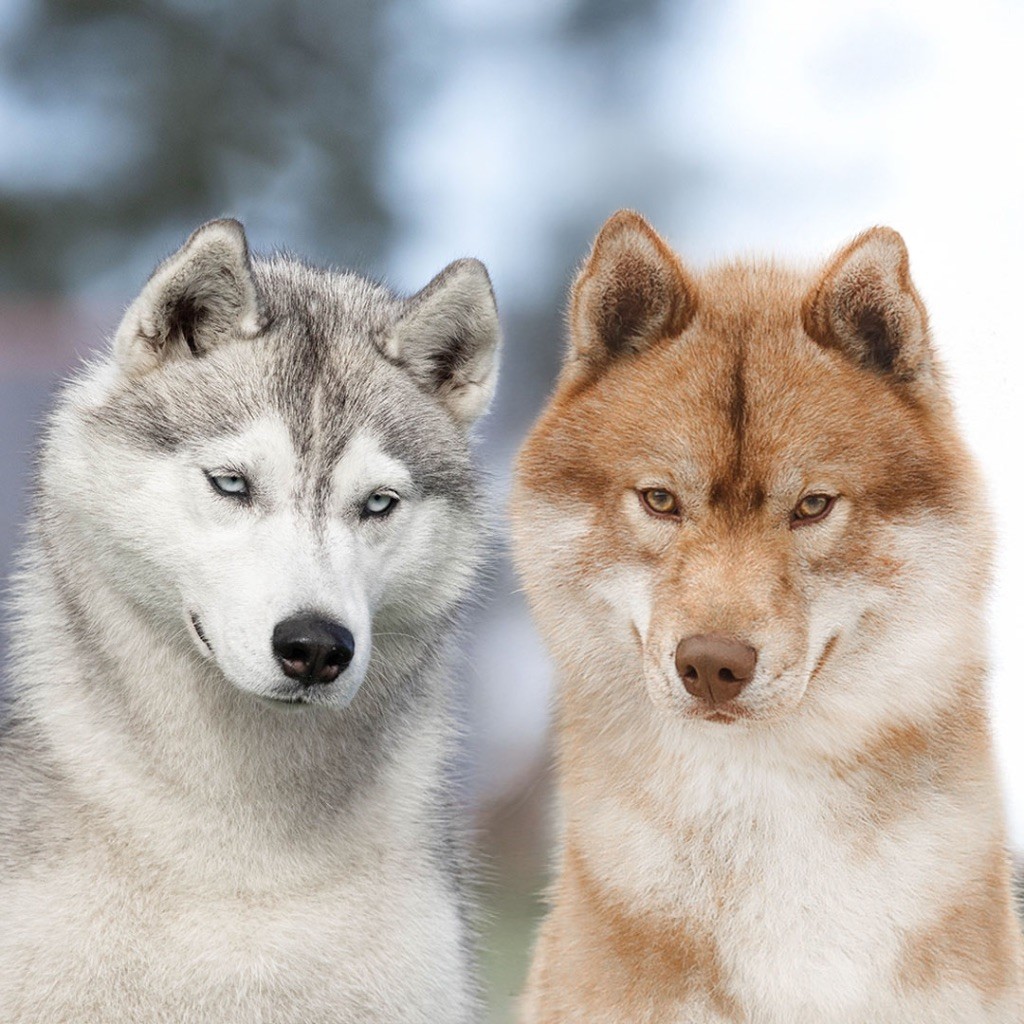 Chiot Siberian Husky Zorsky