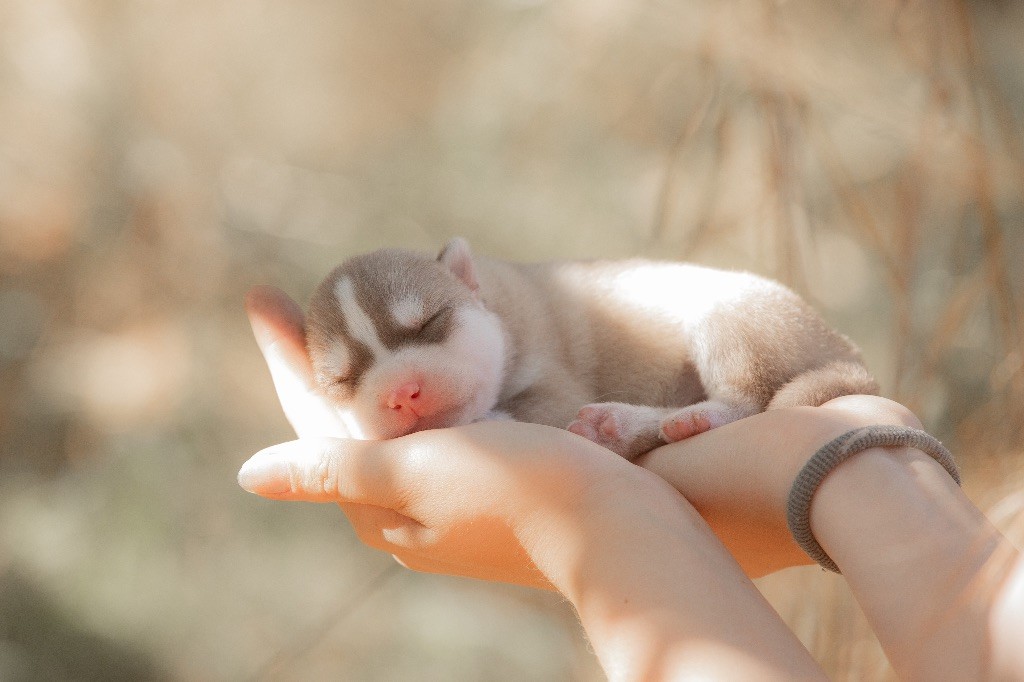 Zorsky - Chiots disponibles - Siberian Husky
