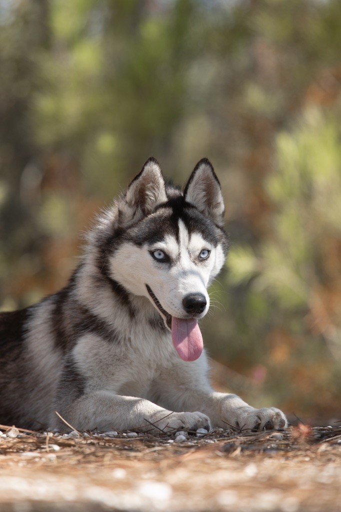 Zorsky - Chiots disponibles - Siberian Husky