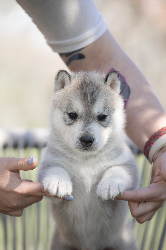 Chiot Siberian Husky Zorsky