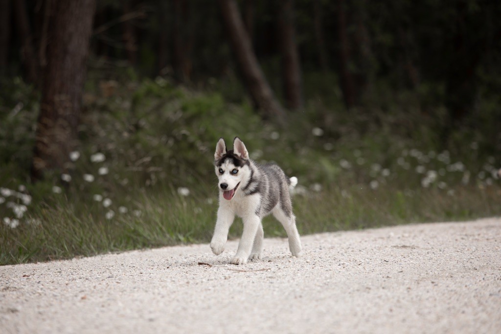Zorsky - Chiots disponibles - Siberian Husky