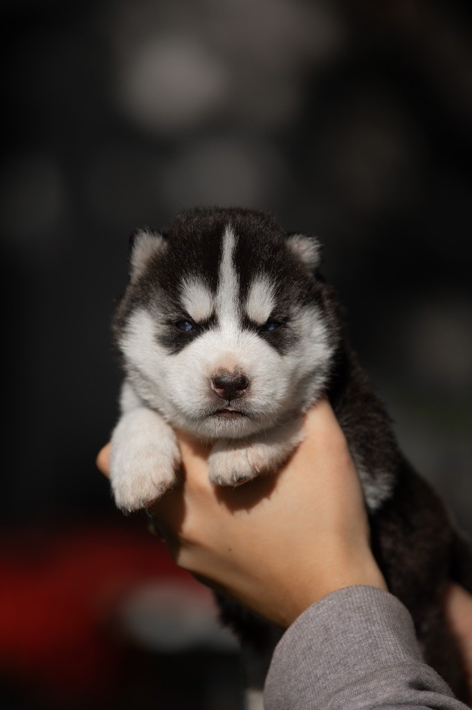 Zorsky - Chiots disponibles - Siberian Husky