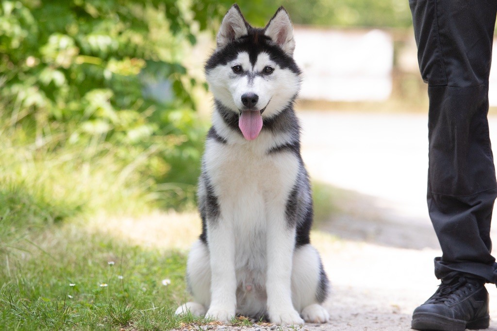 Zorsky - Chiots disponibles - Siberian Husky
