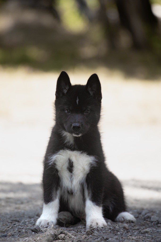 Zorsky - Chiots disponibles - Siberian Husky